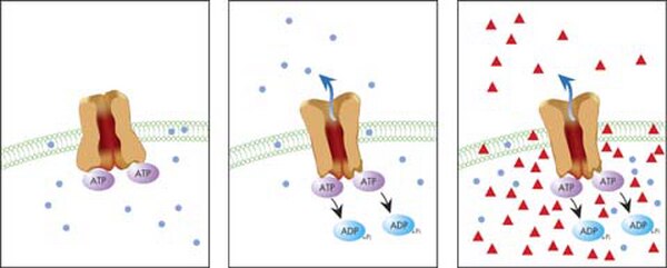 MDR1 Efflux Assay | ECM910